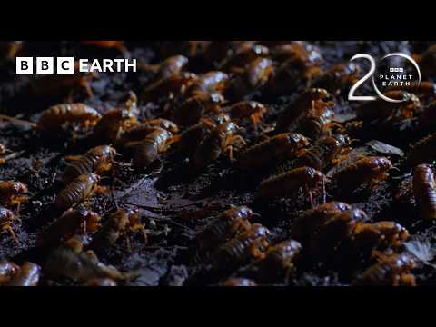 The Biggest Insect Emergence on the Planet | 20 Years of Planet Earth | BBC Earth thumbnail