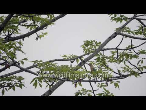 Stork-billed Kingfisher in Manas National Park. thumbnail