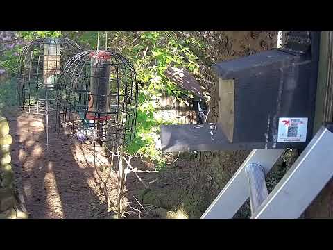 More Live Nature Live Stream thumbnail