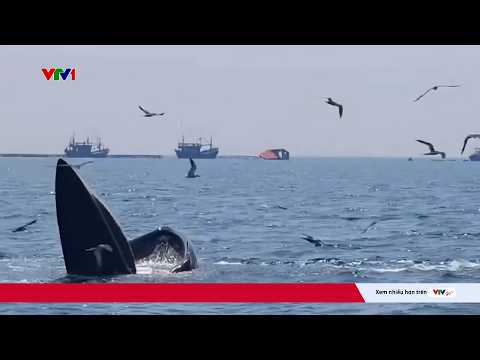 Đi xem cá voi nên giữ khoảng cách bao xa? | VTV24 thumbnail