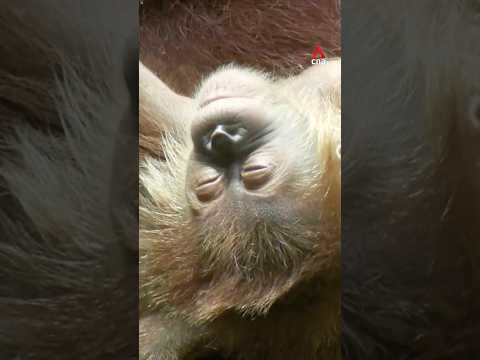 Meet Ayaan, Singapore’s first orangutan baby born from artificial insemination thumbnail
