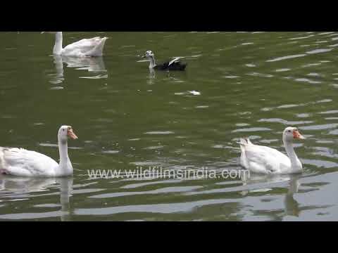 Flock of Geese and Ducks at the peaceful Sanjay Lake in Delhi thumbnail