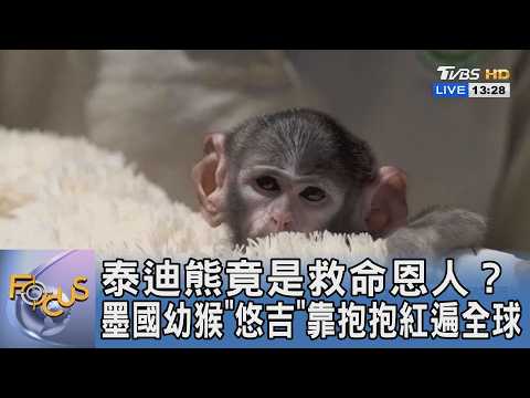 泰迪熊竟是救命恩人？墨國幼猴「悠吉」靠抱抱紅遍全球｜FOCUS午間新聞 20260603 @TVBSNEWS01 thumbnail