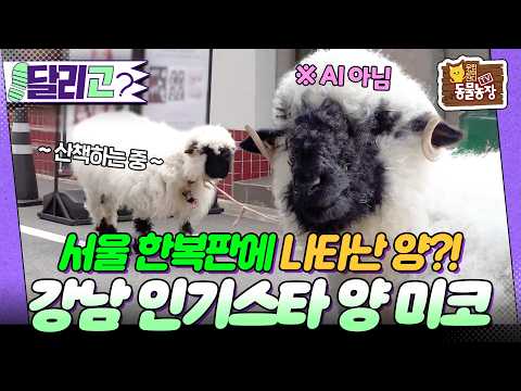 [🏃‍#달리GO] 빽빽한 빌딩 숲을 돌아다니는 양?! 서울 한복판에 나타난 SNS 인기스타 양 미코! #TV동물농장 #달리 #DALI thumbnail