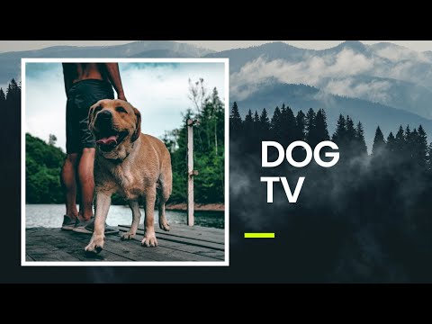 TV for Dogs: Your Dogs New Favourite Video! Fun and Relaxing Nature TV thumbnail