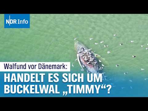 Toter Wal vor Dänemark: Ist das wirklich Buckelwal Timmy? | NDR Info thumbnail
