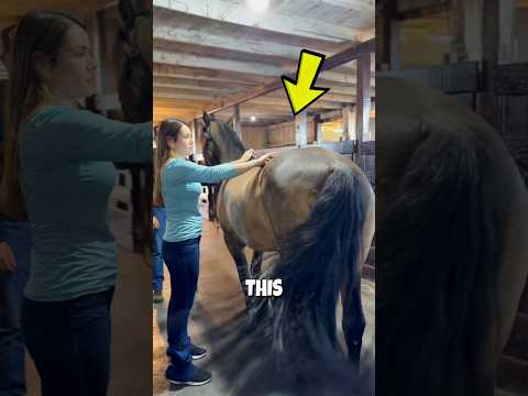 She Used a Tiny Needle to Stop This Horse’s Pain ? thumbnail