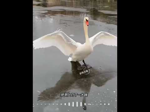 男子营救天鹅一家 #天鹅 #动物的迷惑行为 thumbnail