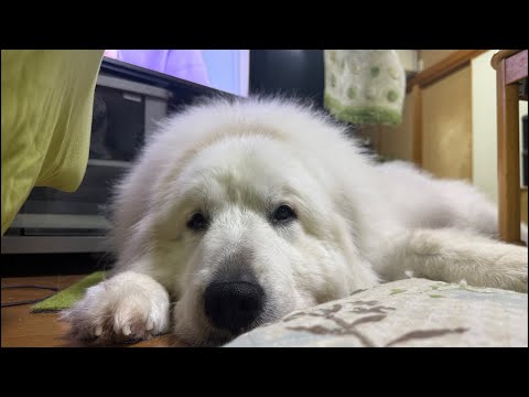 ドレミの歌グレートピレニーズ がライブ配信中！1時間弱くらい！できたてホワホワ！ thumbnail