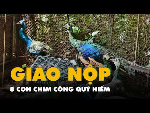 Hai người dân ở TP.HCM giao nộp 8 con chim công quý hiếm cho kiểm lâm thumbnail