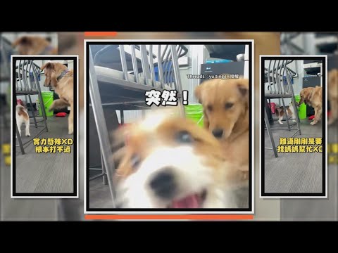傑克羅素打不過阿金 轉頭衝來咬鏡頭求支援XD thumbnail