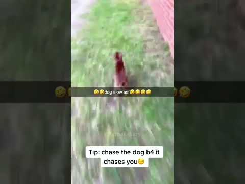 The dog being chased  | credits to @furballdiary #dog #funny #pet #satisfying  #funnymoment thumbnail