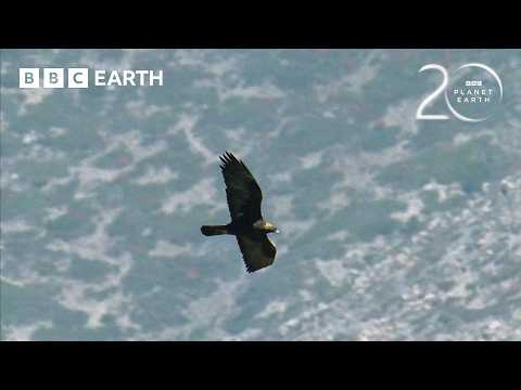 Golden Eagles vs Demoiselle Cranes | 20 Years of Planet Earth | BBC Earth thumbnail