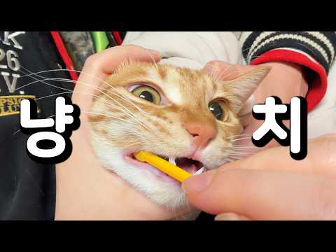 냥빨 이후..또 한번의 시련 thumbnail