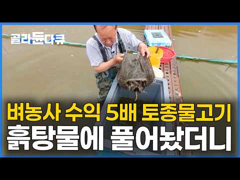 진작에 키울 걸. 사람들 잘 모르는 토종 물고기 흙탕물에 풀어놨더니 벼농사 수익 5배 ｜미꾸리 양식｜고향민국｜#골라듄다큐 thumbnail