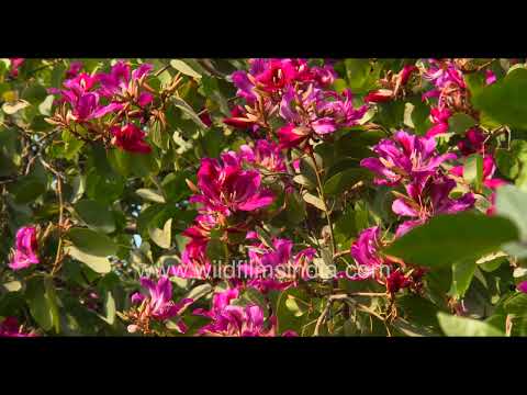 Bauhinia blossoms scatter across the ground in a floral mosaic thumbnail