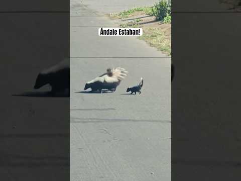 Ándale Estaban! #doblaje #humor #comedia #animals thumbnail