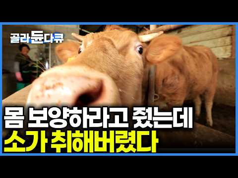 주정뱅이가 되어버린 산골 송아지? 알고 보니 이것 때문이었다!｜영남알프스 선필마을 아지매｜한국기행｜#골라듄다큐 thumbnail
