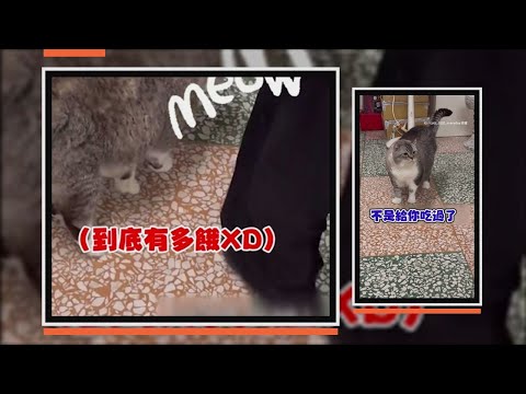 貓貓吃飽飯還來討食　爸引導牠去隔壁直接關門不聽XD thumbnail