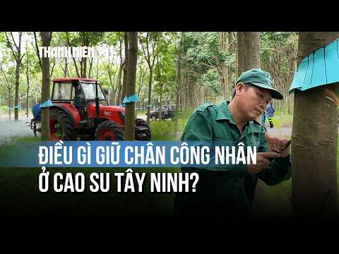 Giữa sức hút của khu công nghiệp, cao su Tây Ninh giữ chân công nhân thế nào? thumbnail