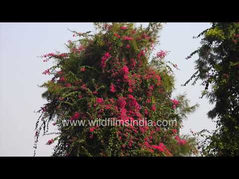 Heliconias, bright pink Bougainvillea and Red-vented Bulbuls in a Delhi garden thumbnail