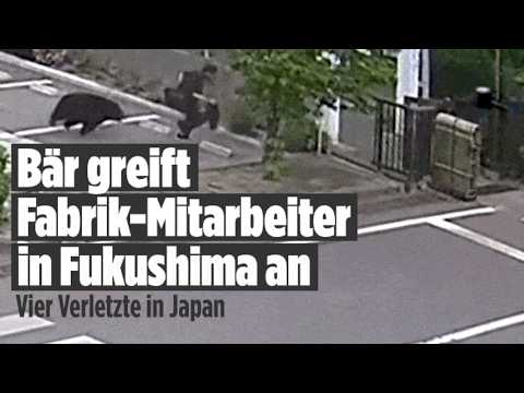 BÄREN-ALARM IN JAPAN: Schwarzer Bär verletzt vier Menschen in Fukushima thumbnail