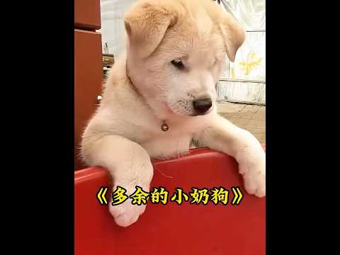 小奶狗被狗妈妈嫌弃，连喝口奶都不让，这到底是怎么回事？ #animals #dogs thumbnail