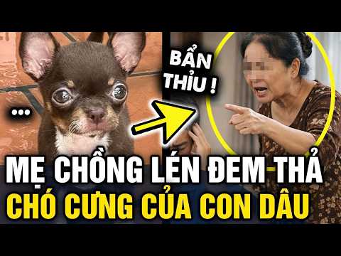 Bị mẹ chồng ĐEM CHÓ ĐI THẢ, con dâu chua xót ĐĂNG BÀI CẦU CỨU | Tin 3 Phút thumbnail