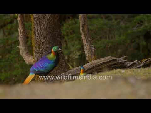 Male Himalayan Monals rest on moss-covered forest log | Beauty of the Himalayas! thumbnail