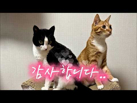 은혜 갚은 고ㅇ..팔남 thumbnail