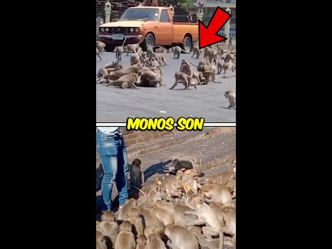 ¿Por qué estos monos son dueños de una ciudad entera? thumbnail