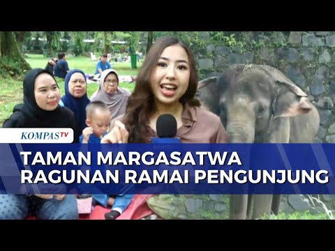 Libur Hari Raya Waisak, Warga Piknik di Taman Margasatwa Ragunan | KOMPAS SIANG thumbnail