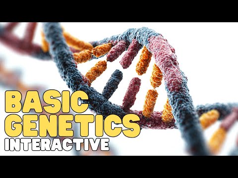 Basic Genetics | Interactive | Learn about DNA, RNA, and your genes thumbnail
