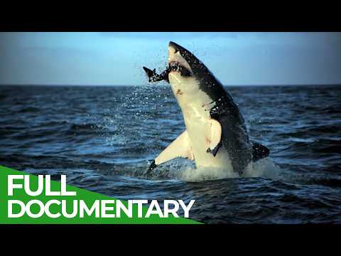 Nature’s Fastest Predators | Free Documentary Nature thumbnail