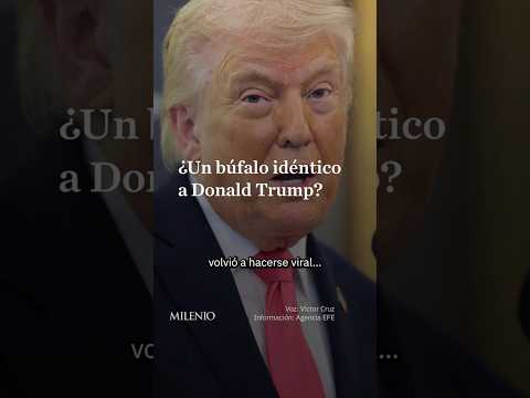 El búfalo idéntico a Donald Trump que conquistó el internet thumbnail