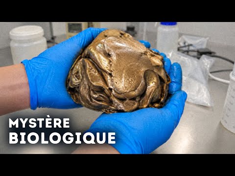 Cet Objet Est Vivant - Qu'ont Vraiment Trouvé Les Plongeurs ? thumbnail