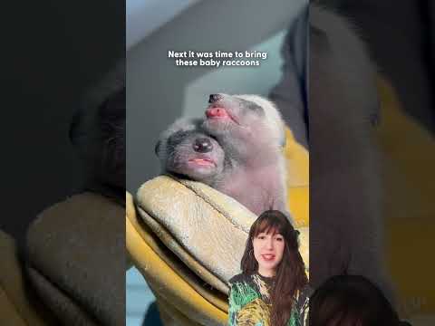 Mystery Ceiling Noise Ends Up Being Newborn Raccoons! | The Dodo thumbnail