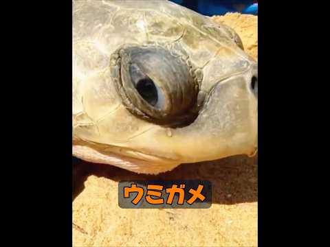 ウミガメはどれくらい生きられるのか？ #animals #動物プロダクション #動物プロダクション #自然 #癒し #動物 thumbnail