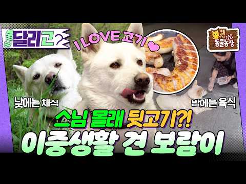 [🏃‍#달리GO] 절에 사는 고기 동냥견?! 스님 몰래 뒷고기 하는 보람이의 이중생활기! #TV동물농장 #달리 #DALI thumbnail
