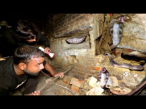 इसे कहते है असली नाग नागिन, जब इस घर में एक साथ छिपे हुए थे फिर कैसे क्या हुआ। Dangerous Rescue ?? thumbnail