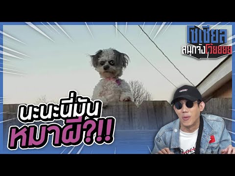 หมาผีเกาะที่ริมรั้ว!! : โซเชียลสนุกจังโว้ย I VRZO thumbnail