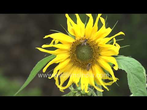 Rock Bees pollinating sunflowers in Jabbarkhet, Mussoorie thumbnail
