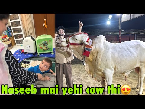 Achanak se khubsorat cow khareed li? | family ko batai baghair? thumbnail