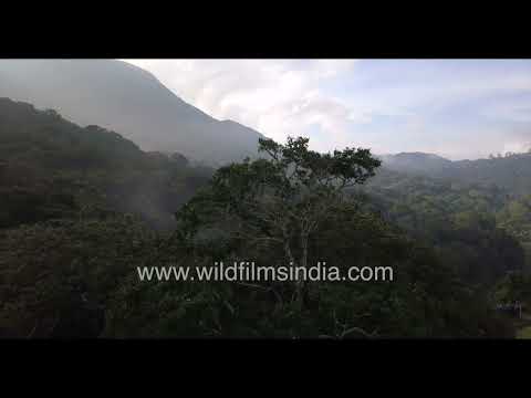 Mist-covered mountain forests of Pampadum in the Western Ghats thumbnail