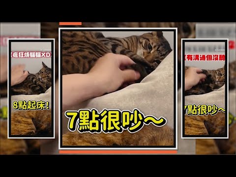貓貓太早起床　被奴才碎唸竟還頂嘴XD thumbnail
