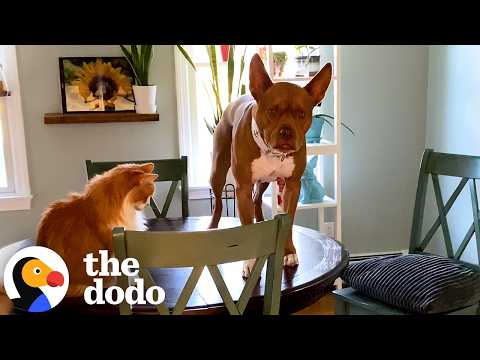 Pittie Thinks He’s One of the Cats and Jumps on the Counter | The Dodo thumbnail