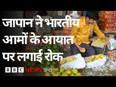 Japan ने पीक सीज़न में भारतीय आमों के आयात पर लगाई रोक, क्या है वजह? (BBC Hindi) thumbnail
