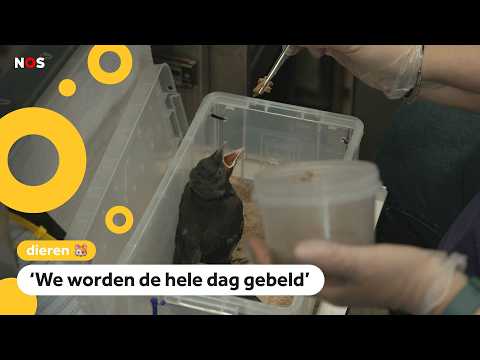 Veel jonge vogels worden naar opvang gebracht terwijl dat niet nodig is thumbnail
