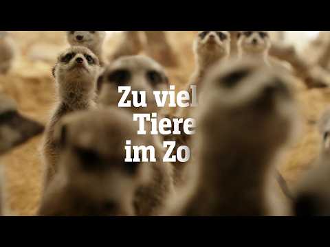 Zu viele Tiere im Zoo: Wie geht moderner Artenschutz? | SPIEGEL TV für Arte Re: thumbnail