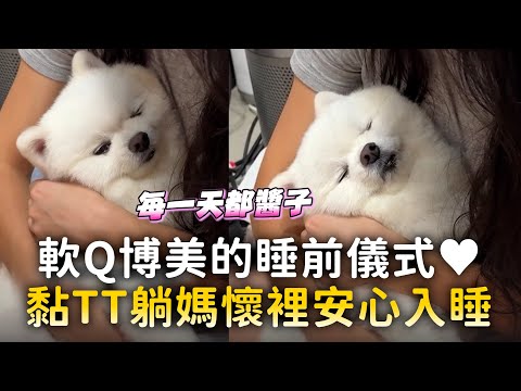 軟Q博美的睡前儀式♥　黏TT躺媽懷裡安心入睡｜#寵物雲 thumbnail
